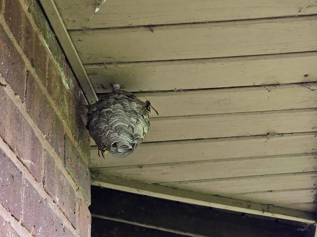 Wasp nest hanging under the back porch eave of a brick home